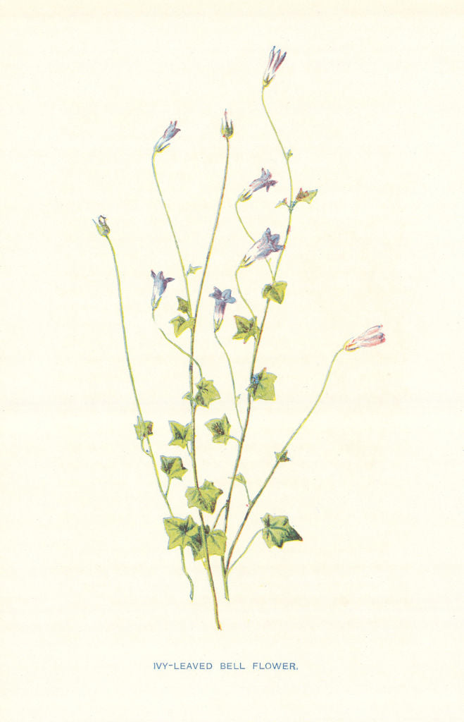 Ivy-Leaved Bellflower. Wild Flowers by Frederick Edward Hulme c1895 old print